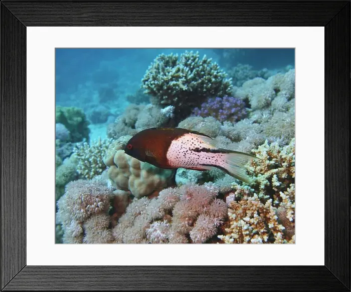 Framed Print : Hogfish, Deep Sea Exploration 2025. The hogfish, also known as boquinete Framed Print : Hogfish, Deep Sea Exploration 2025. The hogfish, also known as boquinete