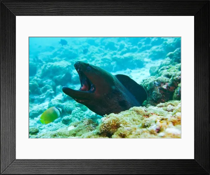 Framed Print : Moray eel or Muraenidae Deep Sea Exploration 2025 Framed Print : Moray eel or Muraenidae Deep Sea Exploration 2025