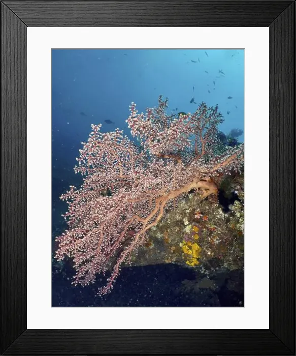 Framed Print : Large pink coral, Godeffroy's soft coral (Siphonogorgia godeffroyi) Framed Print : Large pink coral, Godeffroy's soft coral (Siphonogorgia godeffroyi)