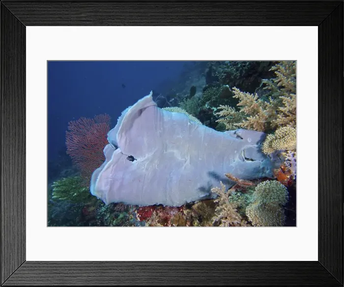 Framed Print : Shallow, extensive purple-grey large tube sponge (Haliclona (Reniera) in the deep sea Framed Print : Shallow, extensive purple-grey large tube sponge (Haliclona (Reniera) in the deep sea