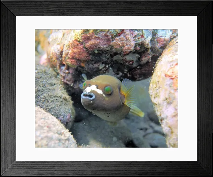 Framed Print : Pufferfish, Tetraodontidae Deep Sea Exploration 2025 Framed Print : Pufferfish, Tetraodontidae Deep Sea Exploration 2025