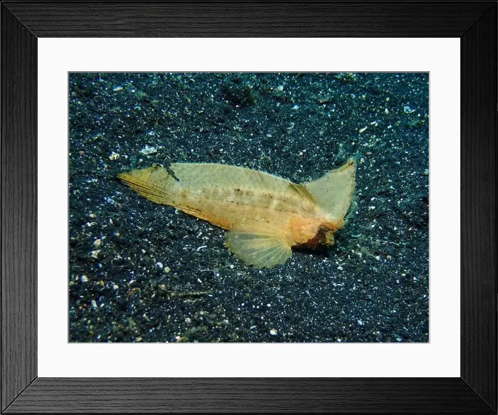 Framed Print : Lionfish, Pterois Deep Sea Exploration 2025 Framed Print : Lionfish, Pterois Deep Sea Exploration 2025