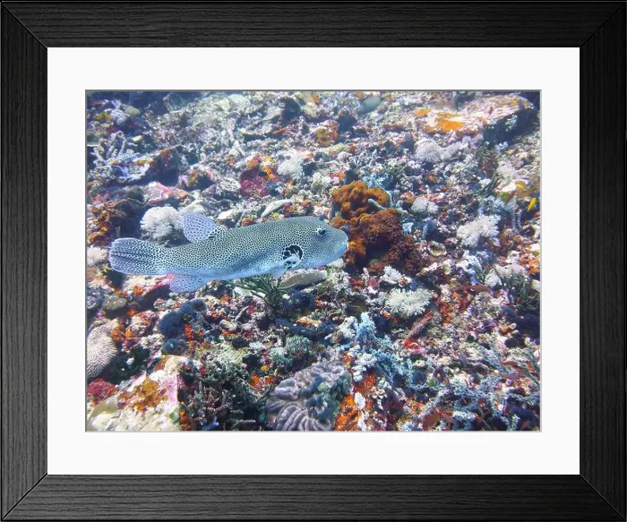 Framed Print : Pufferfish, Tetraodontidae Deep Sea Exploration 2025 Framed Print : Pufferfish, Tetraodontidae Deep Sea Exploration 2025