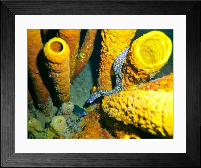 Framed Print : Moray eel or Muraenidae Deep Sea Exploration 2025 Framed Print : Moray eel or Muraenidae Deep Sea Exploration 2025