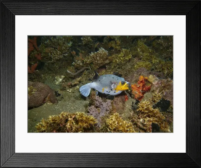 Framed Print : Pufferfish, Tetraodontidae Deep Sea Exploration 2025 Framed Print : Pufferfish, Tetraodontidae Deep Sea Exploration 2025