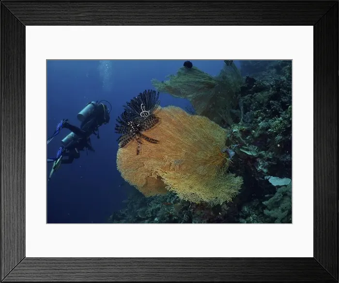 Framed Print : Divers discover large giant fan coral (Annella mollis) with feather star in the underwater world Framed Print : Divers discover large giant fan coral (Annella mollis) with feather star in the underwater world