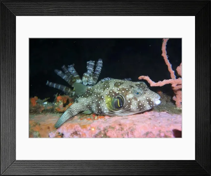 Framed Print : Pufferfish, Tetraodontidae Deep Sea Exploration 2025 Framed Print : Pufferfish, Tetraodontidae Deep Sea Exploration 2025