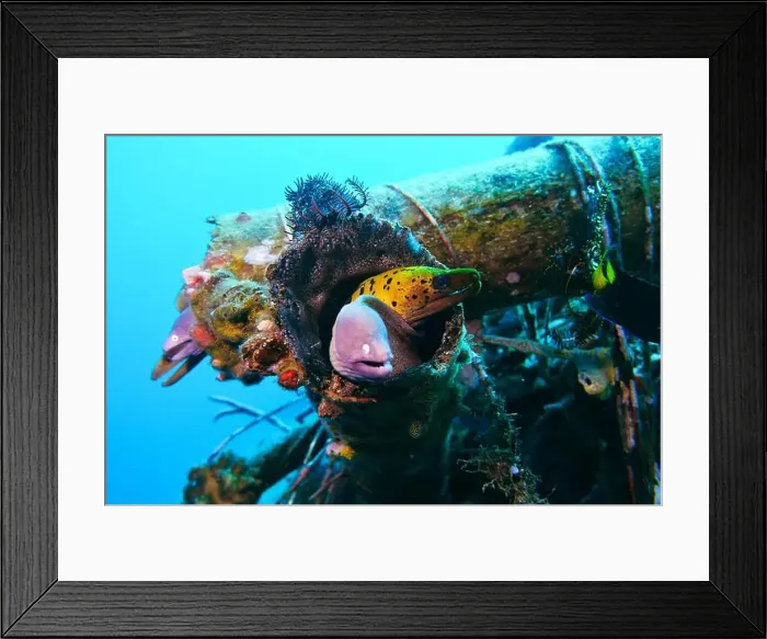 Framed Print : Moray eel or Muraenidae Deep Sea Exploration 2025 Framed Print : Moray eel or Muraenidae Deep Sea Exploration 2025