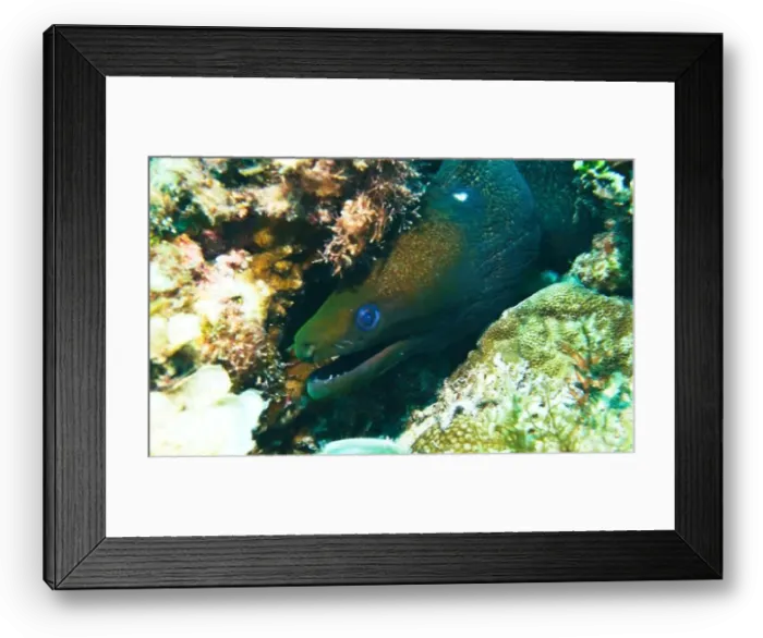 Framed Print : Moray eel or Muraenidae Deep Sea Exploration 2025 Framed Print : Moray eel or Muraenidae Deep Sea Exploration 2025