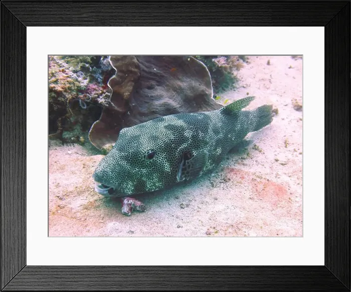 Framed Print : Pufferfish, Tetraodontidae Deep Sea Exploration 2025 Framed Print : Pufferfish, Tetraodontidae Deep Sea Exploration 2025