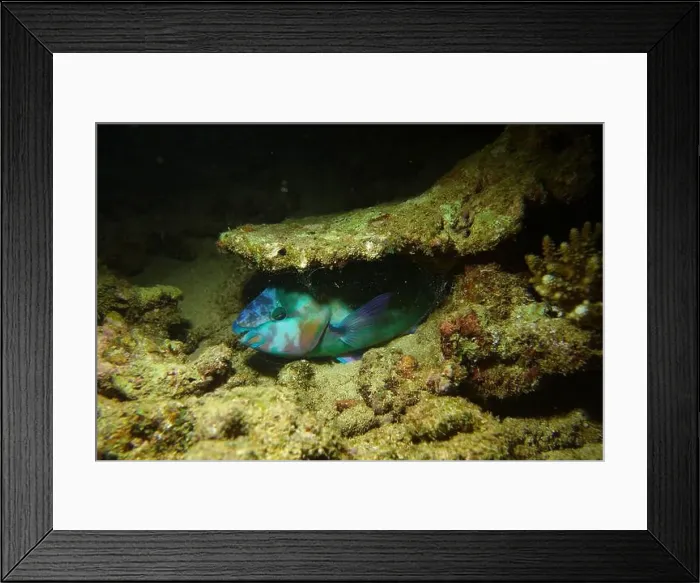 Framed Print : Parrotfish, Deep Sea Exploration 2025 Framed Print : Parrotfish, Deep Sea Exploration 2025