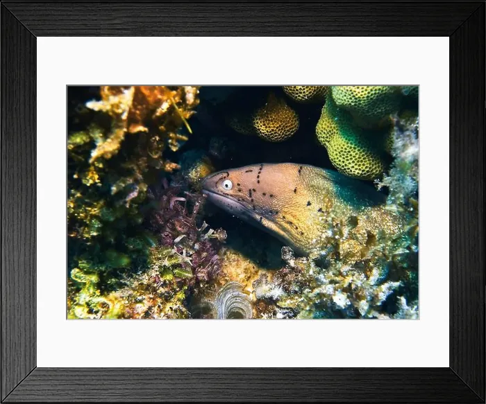 Framed Print : Moray eel or Muraenidae Deep Sea Exploration 2025 Framed Print : Moray eel or Muraenidae Deep Sea Exploration 2025