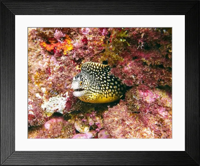 Framed Print : Moray eel or Muraenidae Deep Sea Exploration 2025 Framed Print : Moray eel or Muraenidae Deep Sea Exploration 2025