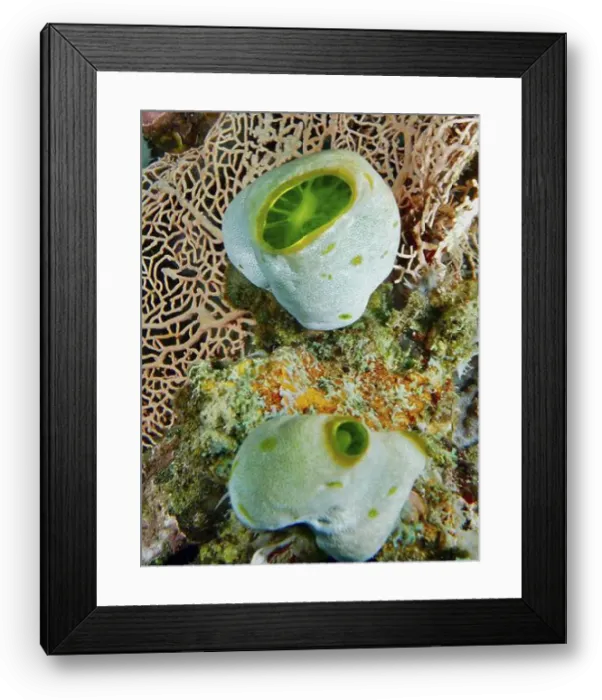 Framed Print : Two specimens of Green Urn Sea Squirt (Didemnum molle) on a coral in a reef Framed Print : Two specimens of Green Urn Sea Squirt (Didemnum molle) on a coral in a reef