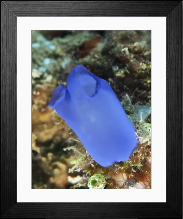Framed Print : Blue Sea Squirt (Clavelina coerulea) on a coral reef in the sea, dive site Prapat, Penyapangan, Bali, Indonesia, Asia Framed Print : Blue Sea Squirt (Clavelina coerulea) on a coral reef in the sea, dive site Prapat, Penyapangan, Bali, Indonesia, Asia