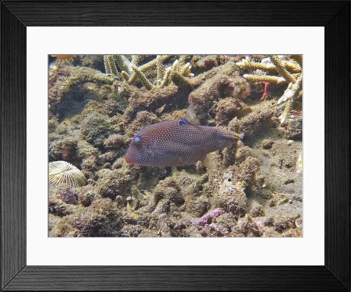 Framed Print : Pufferfish, Tetraodontidae Deep Sea Exploration 2025 Framed Print : Pufferfish, Tetraodontidae Deep Sea Exploration 2025