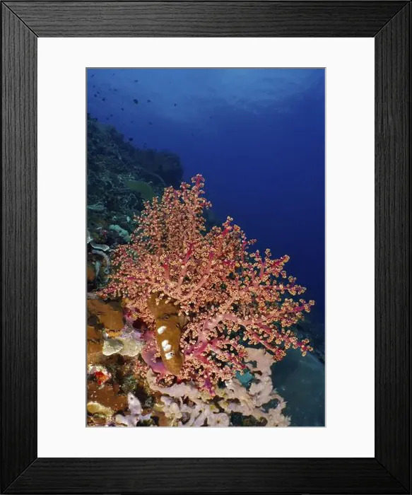 Framed Print : Pink coral, Godeffroy's soft coral (Siphonogorgia godeffroyi) Framed Print : Pink coral, Godeffroy's soft coral (Siphonogorgia godeffroyi)