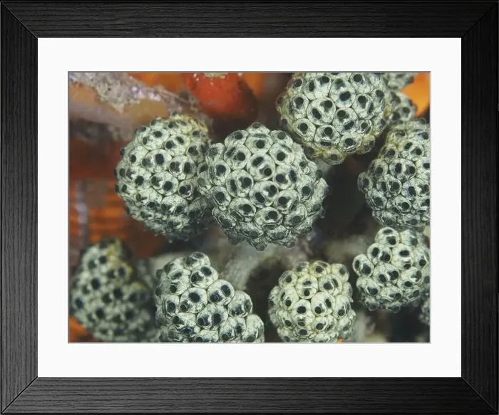 Framed Print : Close-up of mushroom sea squirts (Nephtheis fascicularis) showing their complex Framed Print : Close-up of mushroom sea squirts (Nephtheis fascicularis) showing their complex