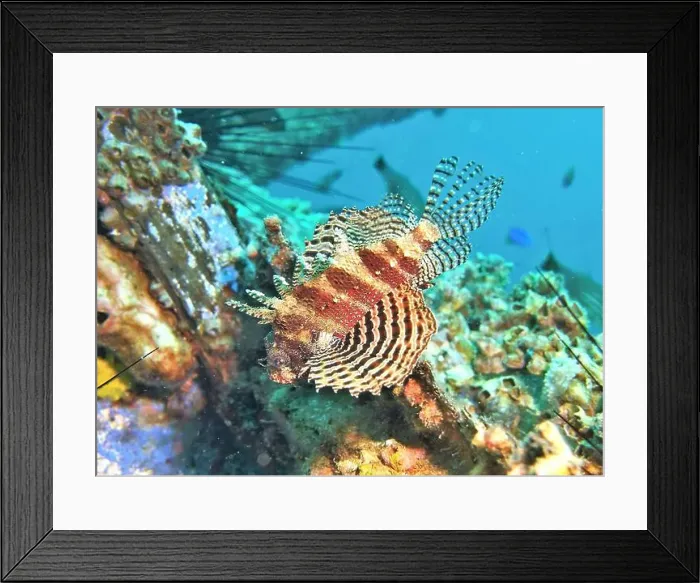 Framed Print : Lionfish, Pterois Deep Sea Exploration 2025 Framed Print : Lionfish, Pterois Deep Sea Exploration 2025