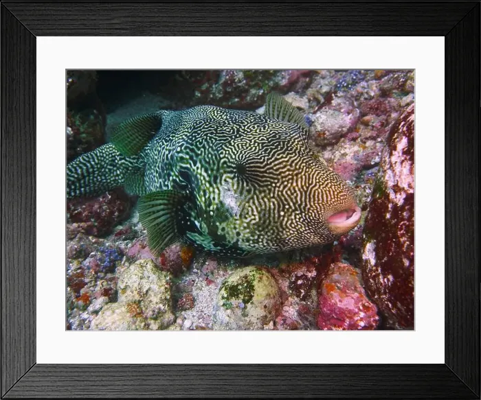 Framed Print : Pufferfish, Tetraodontidae Deep Sea Exploration 2025 Framed Print : Pufferfish, Tetraodontidae Deep Sea Exploration 2025