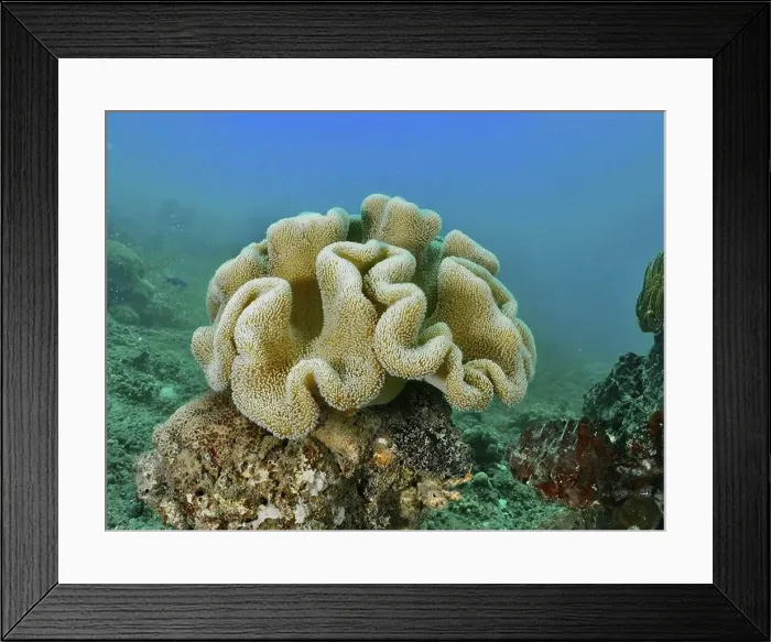 Framed Print : Mushroom leather coral (Sarcophyton glaucum) on an underwater rock, dive site Pidada, Penyapangan, Bali, Indonesia, Asia Framed Print : Mushroom leather coral (Sarcophyton glaucum) on an underwater rock, dive site Pidada, Penyapangan, Bali, Indonesia, Asia