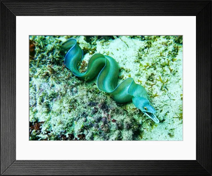 Framed Print : Moray eel or Muraenidae Deep Sea Exploration 2025 Framed Print : Moray eel or Muraenidae Deep Sea Exploration 2025