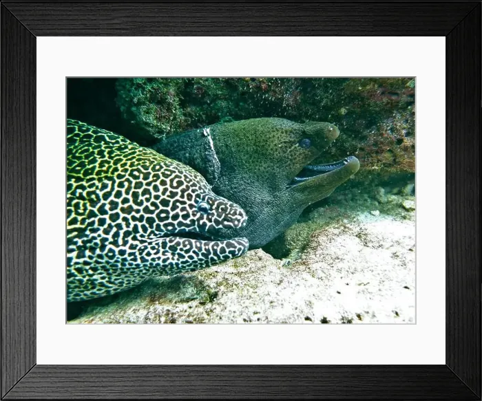 Framed Print : Moray eel or Muraenidae Deep Sea Exploration 2025 Framed Print : Moray eel or Muraenidae Deep Sea Exploration 2025