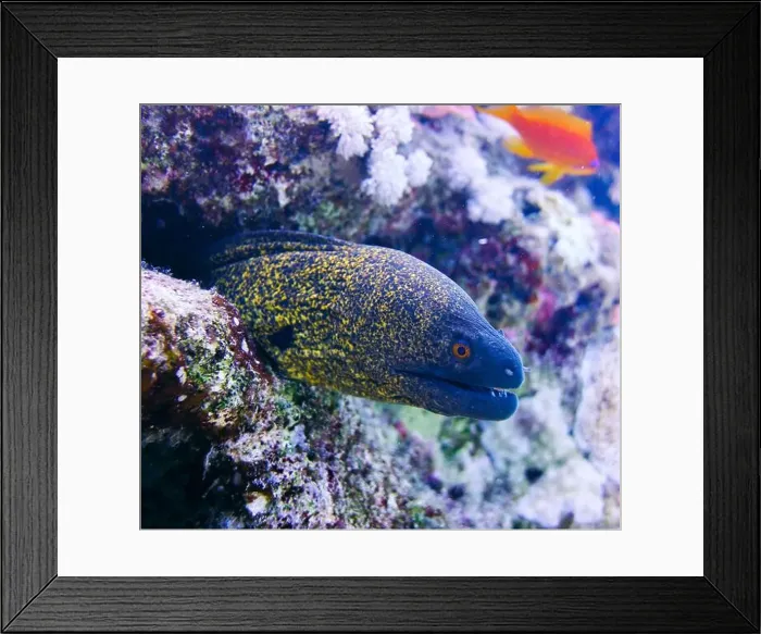 Framed Print : Moray eel or Muraenidae Deep Sea Exploration 2025 Framed Print : Moray eel or Muraenidae Deep Sea Exploration 2025