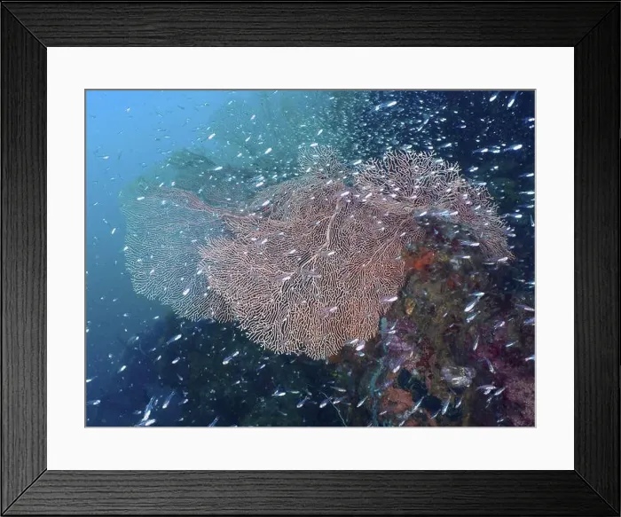 Framed Print : Shoals of fish swimming around large giant fan coral (Annella mollis) in blue water Framed Print : Shoals of fish swimming around large giant fan coral (Annella mollis) in blue water