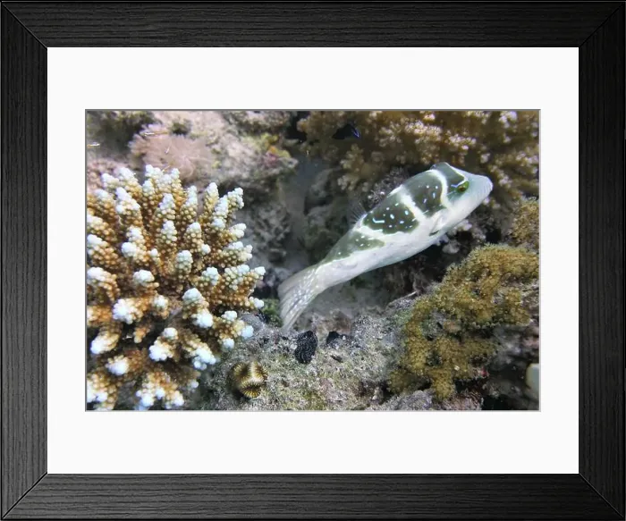 Framed Print : Pufferfish, Tetraodontidae Deep Sea Exploration 2025 Framed Print : Pufferfish, Tetraodontidae Deep Sea Exploration 2025