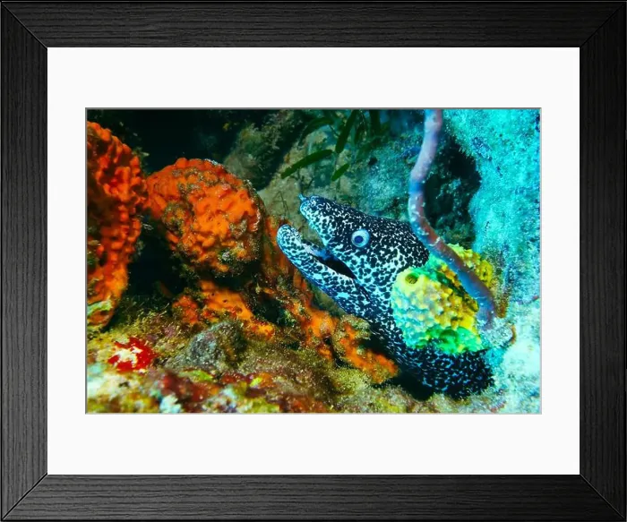 Framed Print : Moray eel or Muraenidae Deep Sea Exploration 2025 Framed Print : Moray eel or Muraenidae Deep Sea Exploration 2025