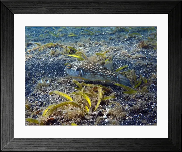 Framed Print : Pufferfish, Tetraodontidae Deep Sea Exploration 2025 Framed Print : Pufferfish, Tetraodontidae Deep Sea Exploration 2025