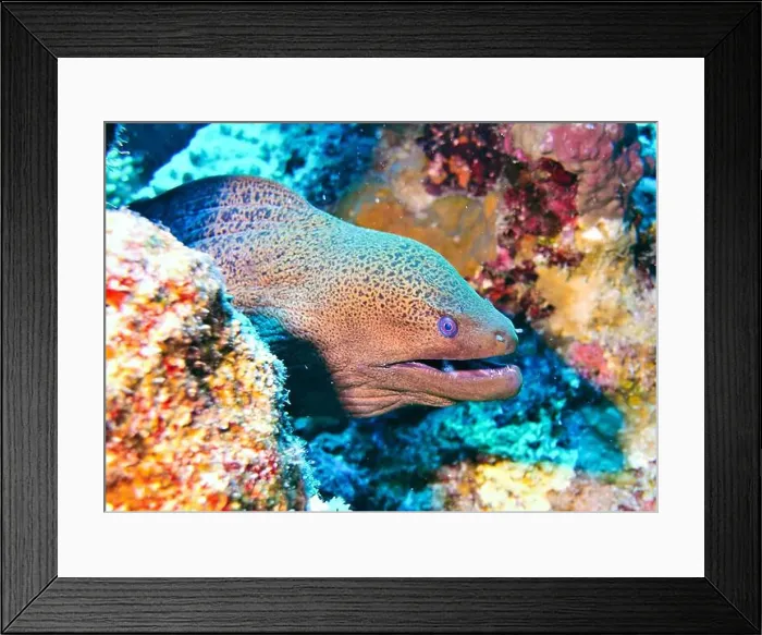 Framed Print : Moray eel or Muraenidae Deep Sea Exploration 2025 Framed Print : Moray eel or Muraenidae Deep Sea Exploration 2025