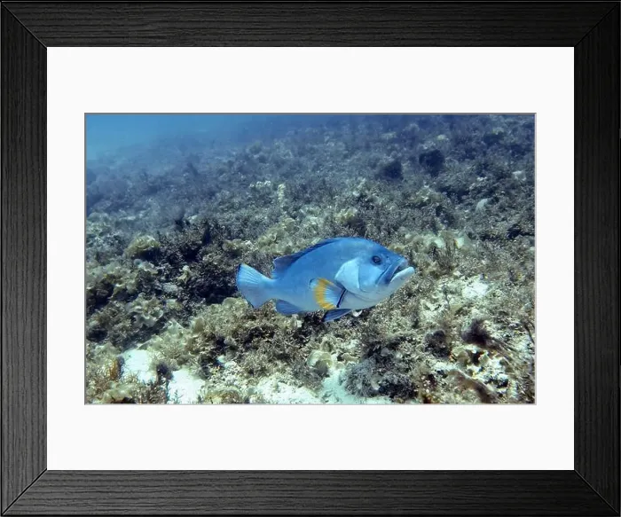 Framed Print : Grouper Fish, Grouper saltwater fish Deep Sea Exploration 2025 Framed Print : Grouper Fish, Grouper saltwater fish Deep Sea Exploration 2025
