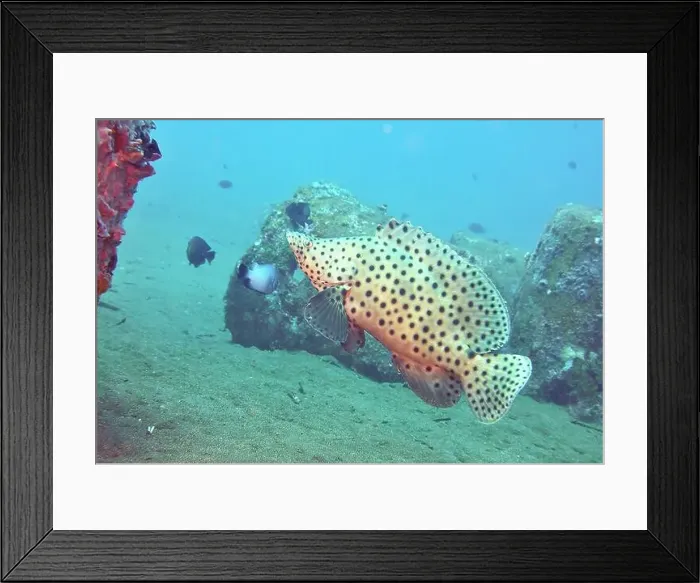 Framed Print : Grouper Fish, Grouper saltwater fish Deep Sea Exploration 2025 Framed Print : Grouper Fish, Grouper saltwater fish Deep Sea Exploration 2025