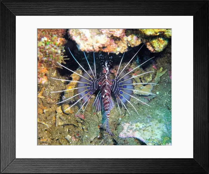 Framed Print : Lionfish, Pterois Deep Sea Exploration 2025 Framed Print : Lionfish, Pterois Deep Sea Exploration 2025