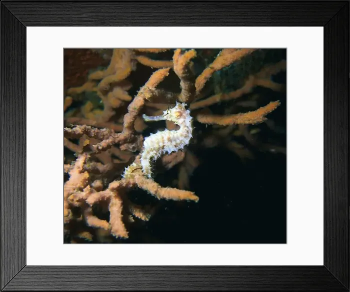 Framed Print : Seahorses, Hippocampe Deep Sea Exploration 2025 Framed Print : Seahorses, Hippocampe Deep Sea Exploration 2025