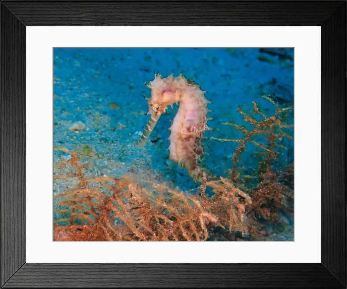 Framed Print : Seahorses, Hippocampe Deep Sea Exploration 2025 Framed Print : Seahorses, Hippocampe Deep Sea Exploration 2025