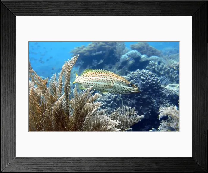 Framed Print : Grouper Fish, Grouper saltwater fish Deep Sea Exploration 2025
