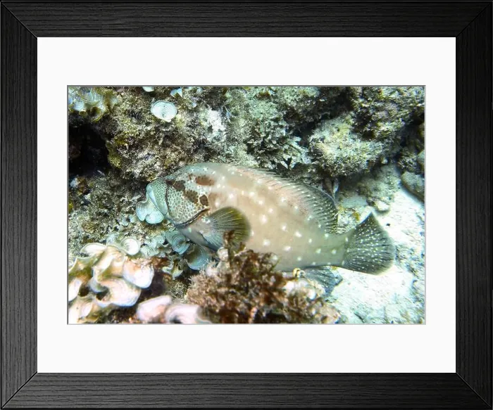 Framed Print : Grouper Fish, Grouper saltwater fish Deep Sea Exploration 2025