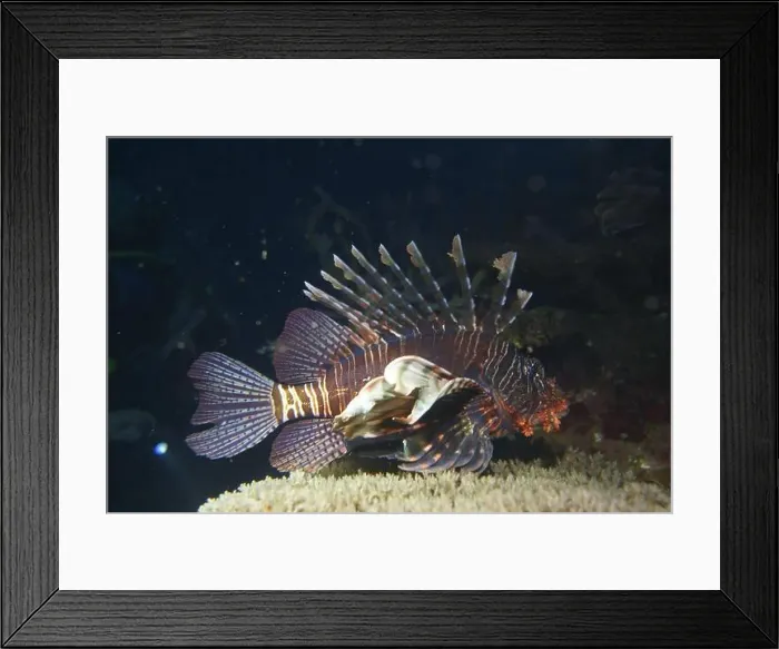 Framed Print : Lionfish, Pterois Deep Sea Exploration 2025 Framed Print : Lionfish, Pterois Deep Sea Exploration 2025
