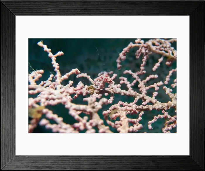 Framed Print : Seahorses, Hippocampe Deep Sea Exploration 2025 Framed Print : Seahorses, Hippocampe Deep Sea Exploration 2025
