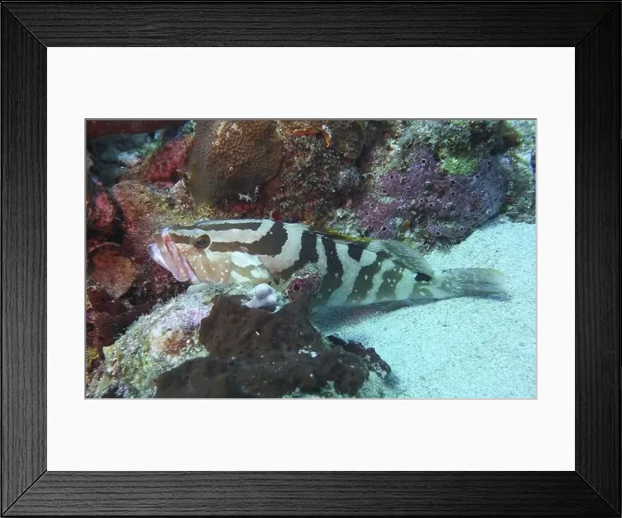 Framed Print : Grouper Fish, Grouper saltwater fish Deep Sea Exploration 2025 Framed Print : Grouper Fish, Grouper saltwater fish Deep Sea Exploration 2025