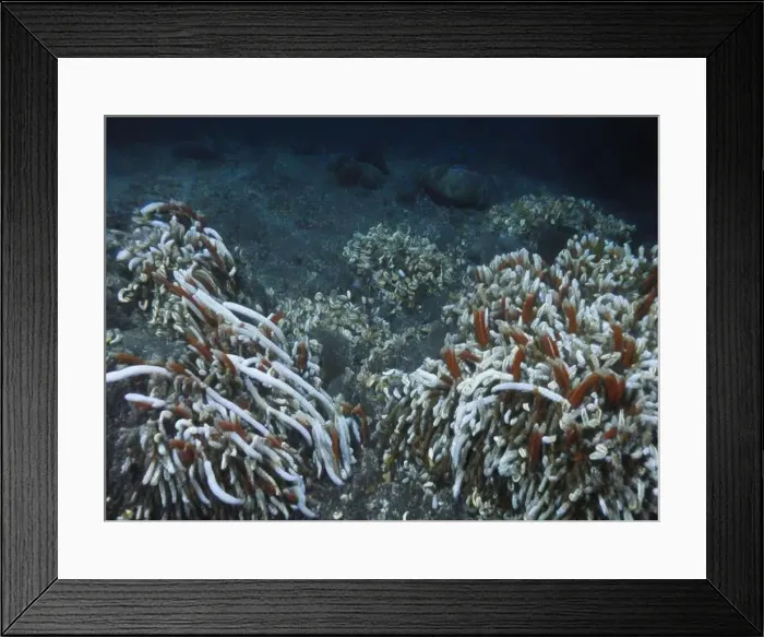 Framed Print : Giant Tube Worms Riftia pachyptila Siboglinidae in Hydrothermal vent Deep Sea Exploration 2025 Framed Print : Giant Tube Worms Riftia pachyptila Siboglinidae in Hydrothermal vent Deep Sea Exploration 2025