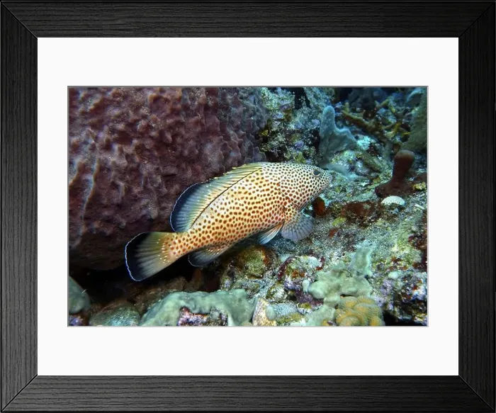 Framed Print : Grouper Fish, Grouper saltwater fish Deep Sea Exploration 2025 Framed Print : Grouper Fish, Grouper saltwater fish Deep Sea Exploration 2025