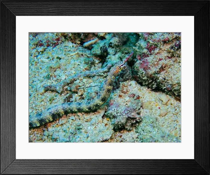 Framed Print : Seahorses, Hippocampe Deep Sea Exploration 2025 Framed Print : Seahorses, Hippocampe Deep Sea Exploration 2025