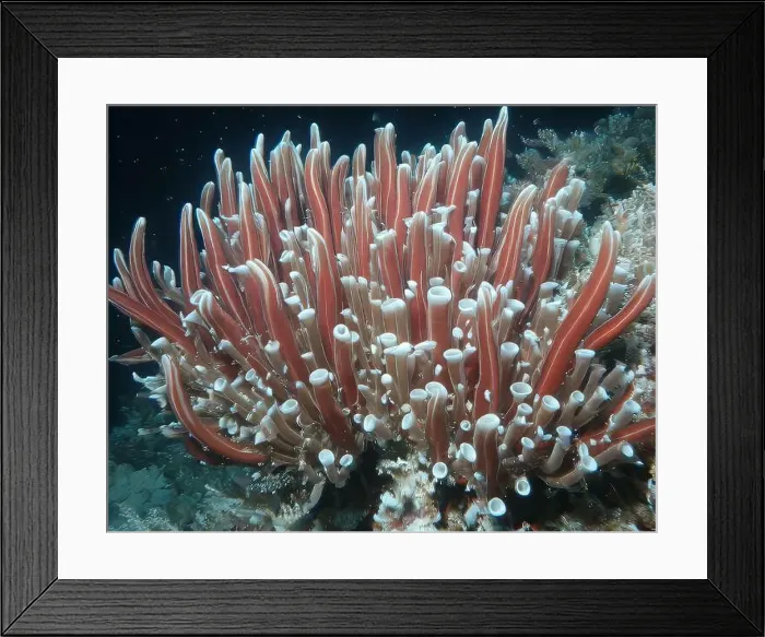 Framed Print : Giant Tube Worms Riftia pachyptila Siboglinidae in Hydrothermal vent Deep Sea Exploration 2025 Framed Print : Giant Tube Worms Riftia pachyptila Siboglinidae in Hydrothermal vent Deep Sea Exploration 2025
