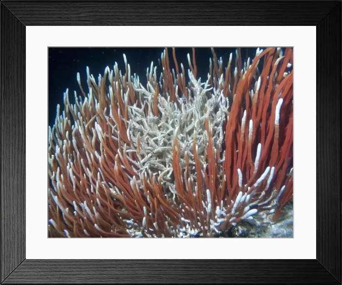 Framed Print : Giant Tube Worms Riftia pachyptila Siboglinidae in Hydrothermal vent Deep Sea Exploration 2025 Framed Print : Giant Tube Worms Riftia pachyptila Siboglinidae in Hydrothermal vent Deep Sea Exploration 2025