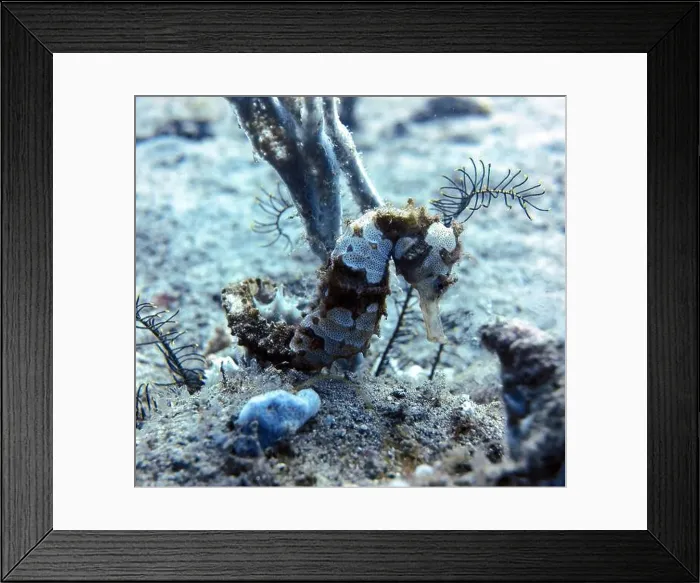Framed Print : Seahorses, Hippocampe Deep Sea Exploration 2025 Framed Print : Seahorses, Hippocampe Deep Sea Exploration 2025
