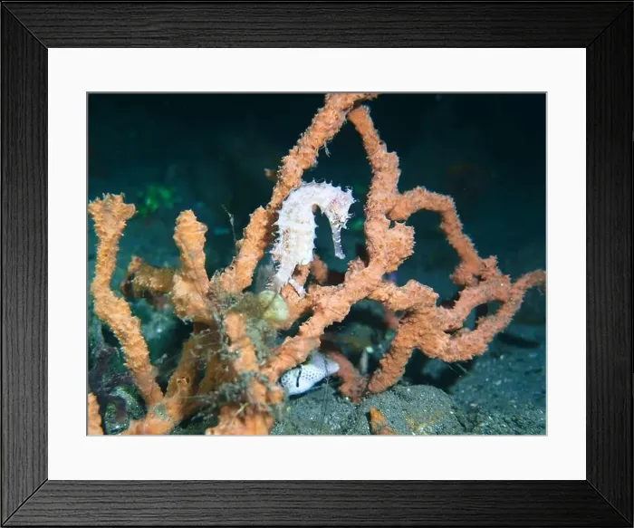 Framed Print : Seahorses, Hippocampe Deep Sea Exploration 2025 Framed Print : Seahorses, Hippocampe Deep Sea Exploration 2025